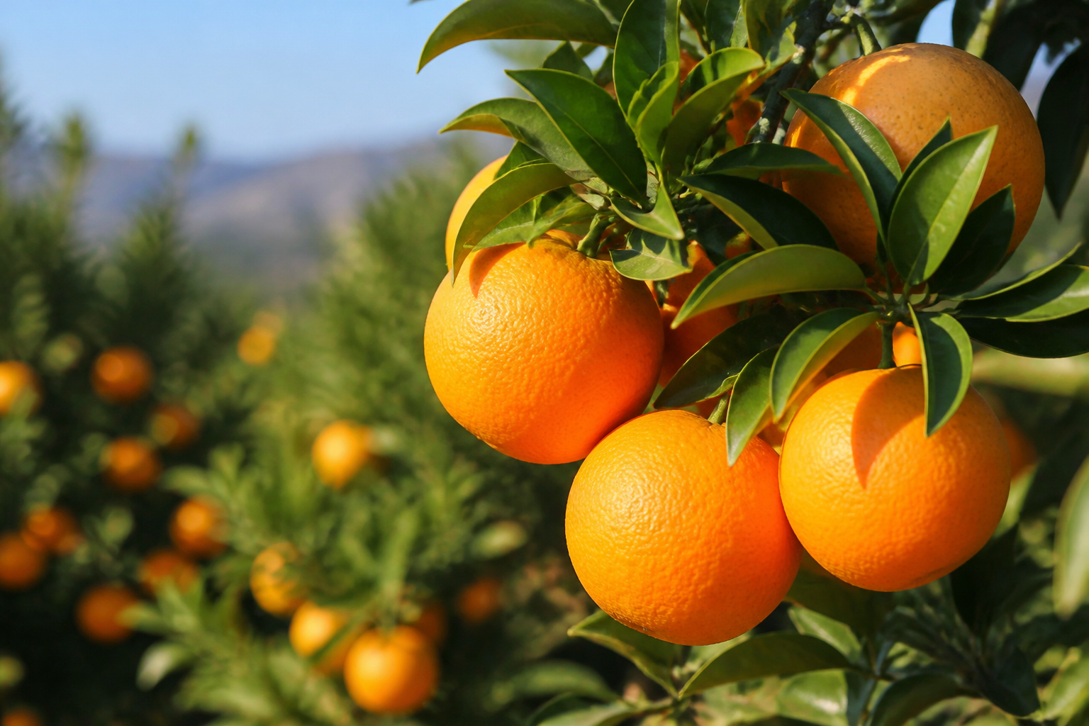 Oranges ripening in the orchards near TERI Campus of Life